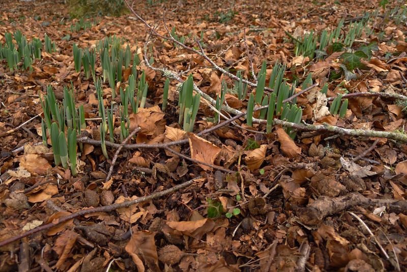 The first wild daffodil shoots in the woods.