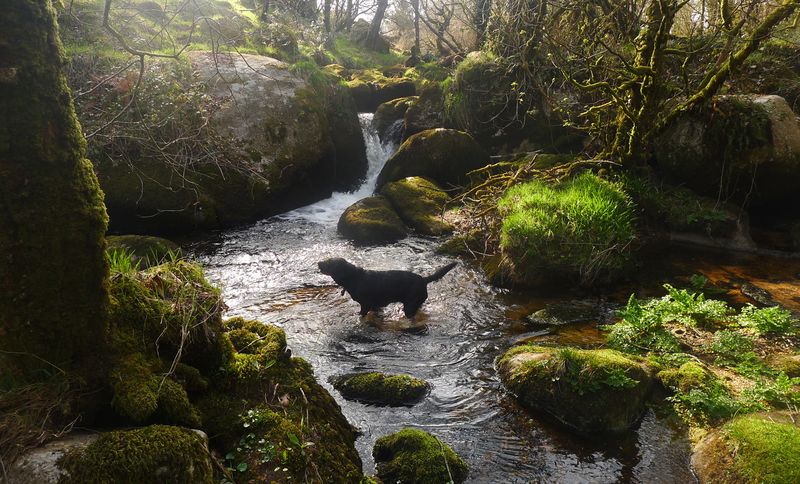 A splash in a Dartmoor stream