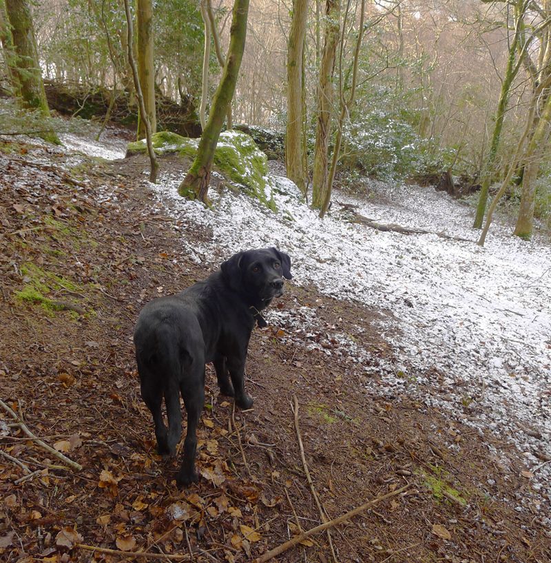 Woodland snow.
