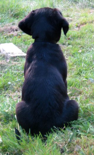 At 9 weeks old, watching birds in the garden.