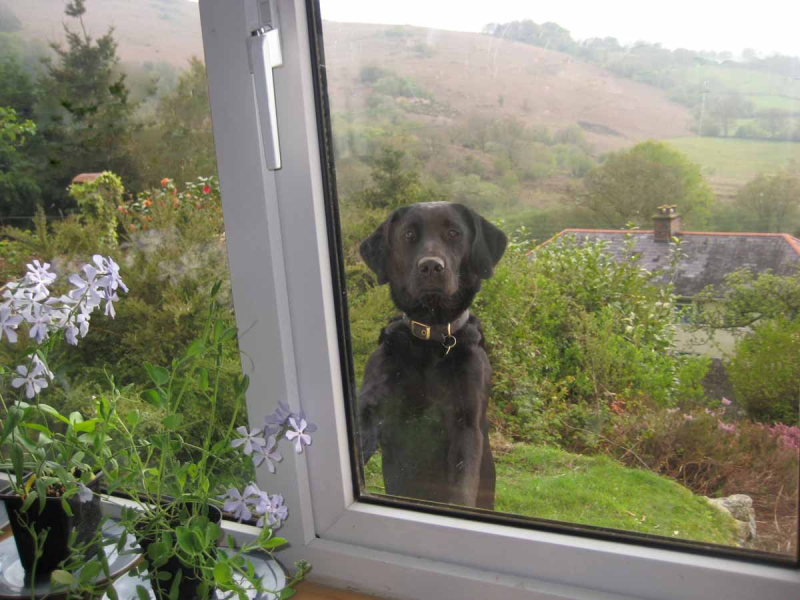 Hound at the window