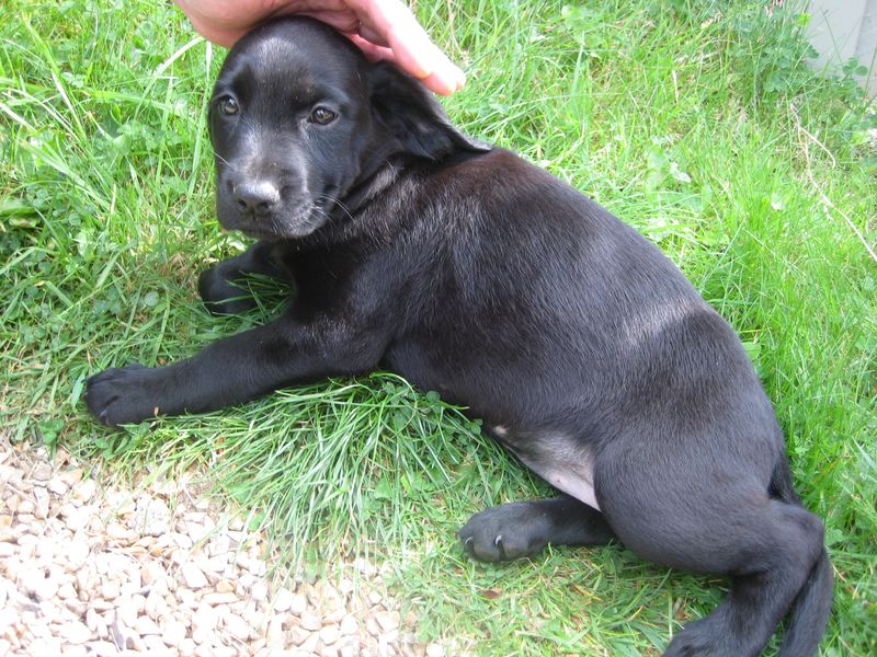Eight week old Springador puppy