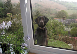 Tilly at the window